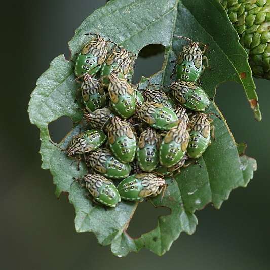 J18_2018 Parent Bug nymphs.JPG